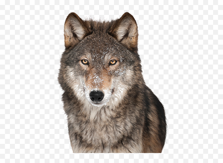 Wolf Png - Wolf Png Transparent Emoji,Wolf Png