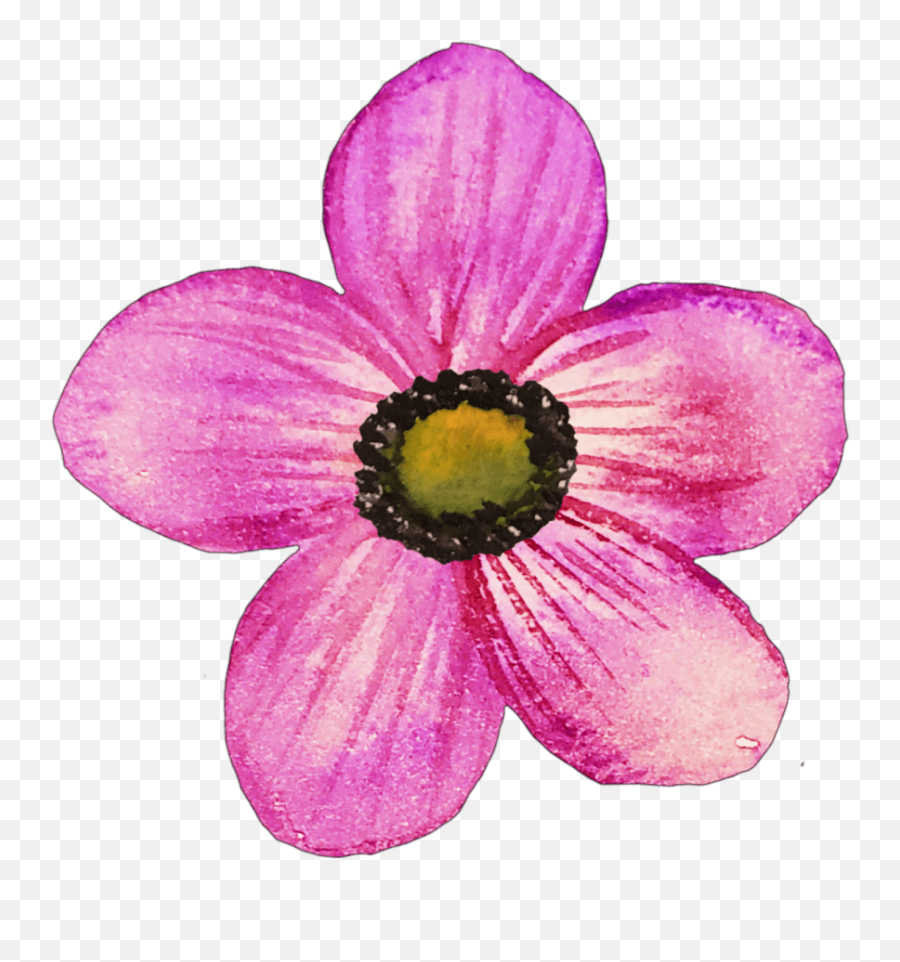 Pink Watercolor Flower Clipart 21 U2013 Mckinley Design Co - Anemone Emoji,Watercolor Flower Clipart