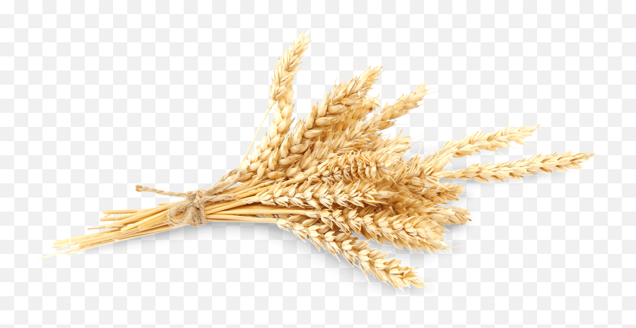 Wheat Wheat - Wheat Full Size Png Download Seekpng Crop Png Emoji,Wheat Png