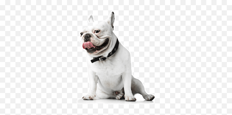 Dogmammalvertebratecanidaedog Breed 1276812 - Png White French Bulldog Png Emoji,Bulldog Png