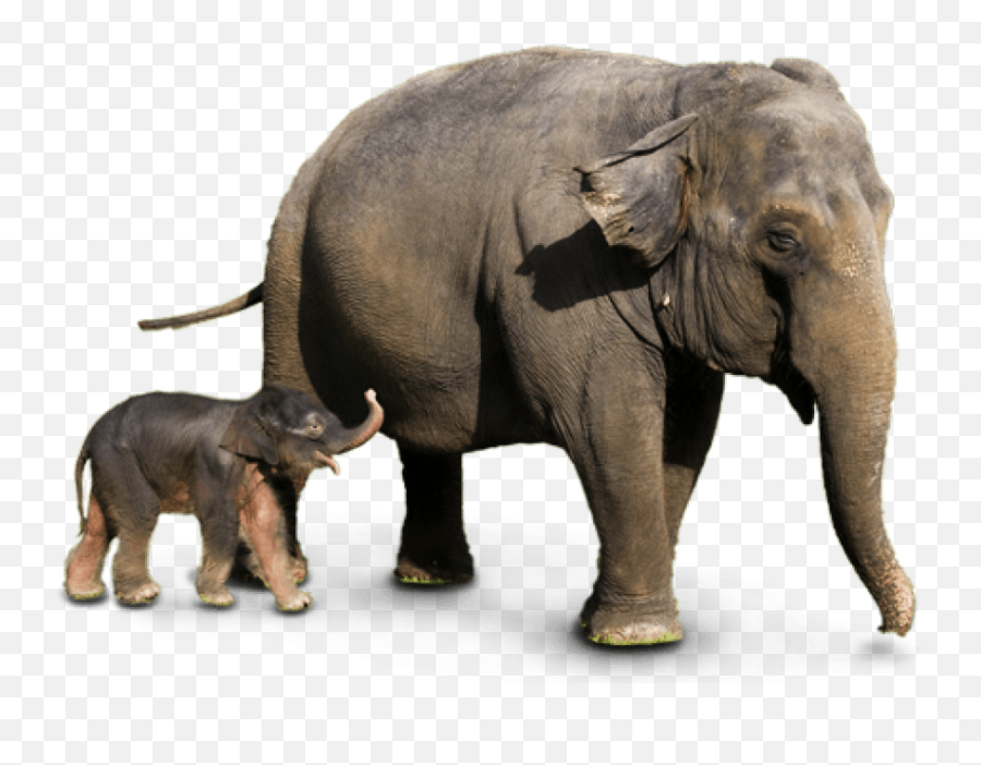 Wild Elephant Png Transparent Png Image - Elephant Wild Animals Png Emoji,Elephant Png