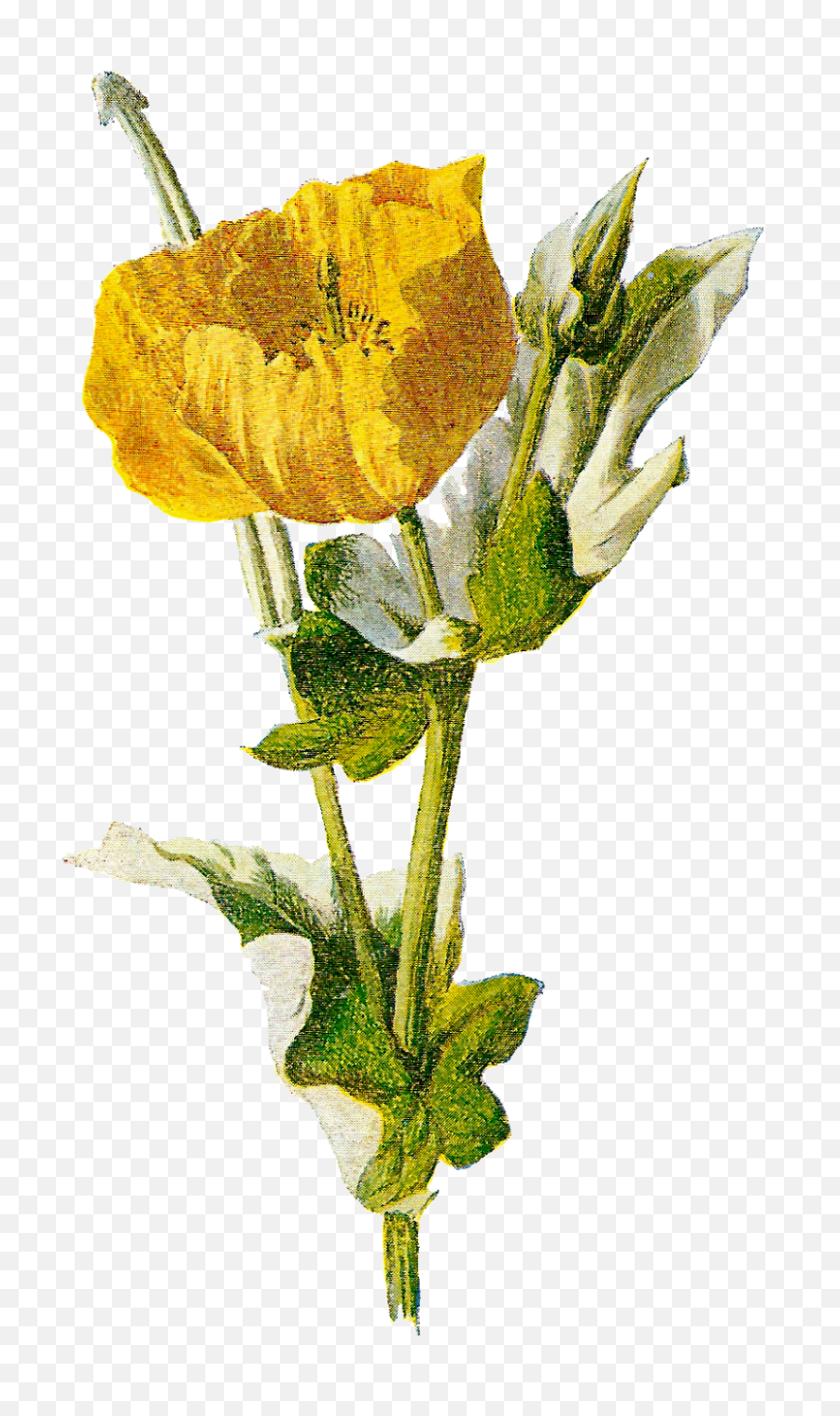 Antique Images Digital Download Wildflower Image Botanical Emoji,Poppy Png