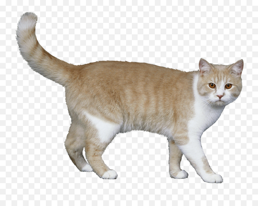 50 Cat Full Body Png Images Free - 2021 Full Hd Emoji,Cat Transparent Png