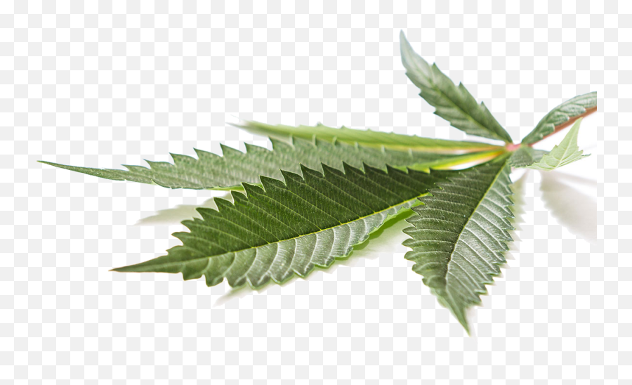 Weedhub Licensed Producers Canadian Marijuana Companies - Canabidiol Png Emoji,Marijuana Leaf Png