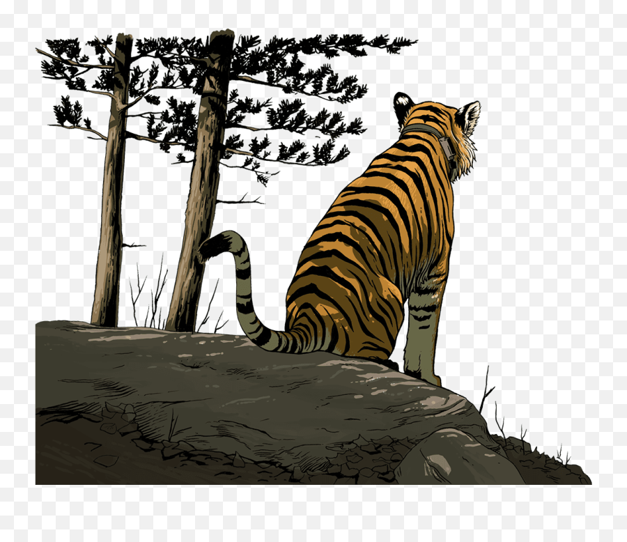 Tiger Silhouette Png - Siberian Tiger Transparent Cartoon Tiger Looking Out Emoji,Tiger Transparent Background
