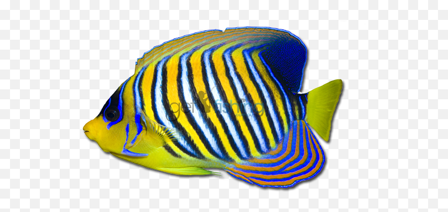 Download Angelfish Png Transparent Hd - Aquarium Fish Emoji,Angelfish Clipart
