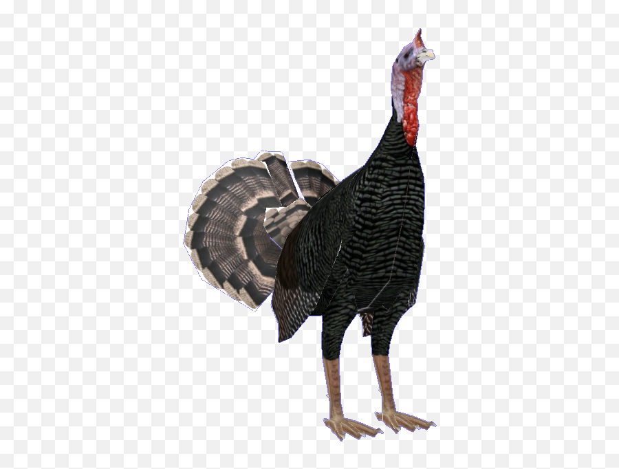 Download Wild Turkey Png Image With No Background - Pngkeycom Emoji,Turkey Transparent Background