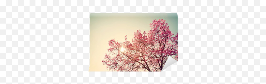 Vintage Cherry Blossom - Sakura Flower Nature Background Emoji,Sakura Petal Png