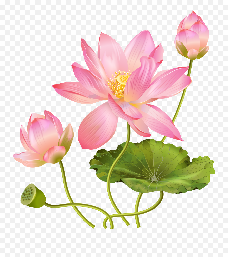Lotus Flower Png - Lotus Png Transparent Emoji,Lotus Flower Png