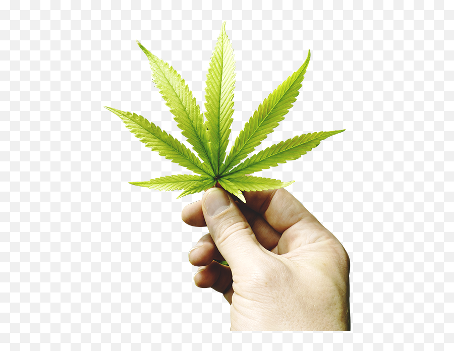 2017 Marijuana Law Changes Recreational U0026 Medical Emoji,Marijuana Leaf Png