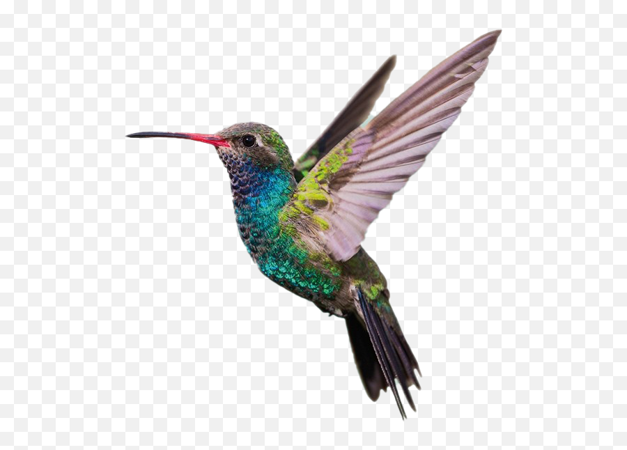 Hummingbird Png Hd Quality - Hummingbird Emoji,Hummingbird Png