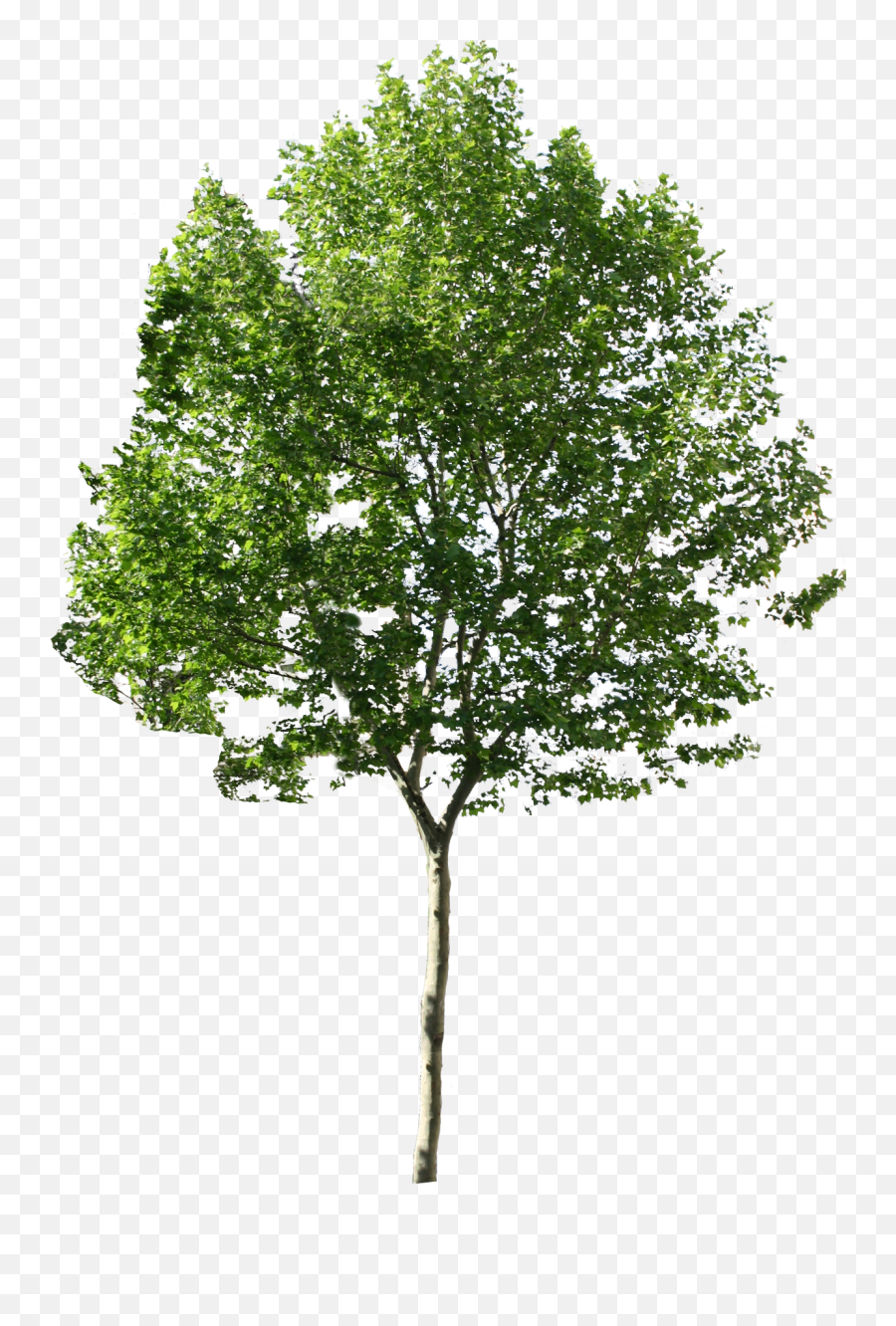 Tree Available In Different Size Png - Tree Png Emoji,Tree Png