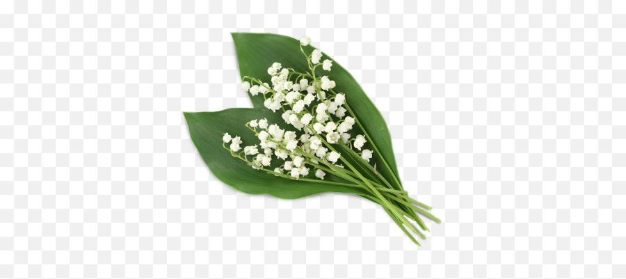 Lily Of The Valley Clipart Hq Png Image - Lily Of The Valley Emoji,Valley Clipart