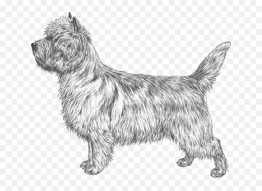 Cairn Terrier - Pedigree Breeds Dogwellnet Emoji,Terrier Clipart