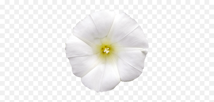 White Flower Photo Png - Tangier Emoji,White Flower Png