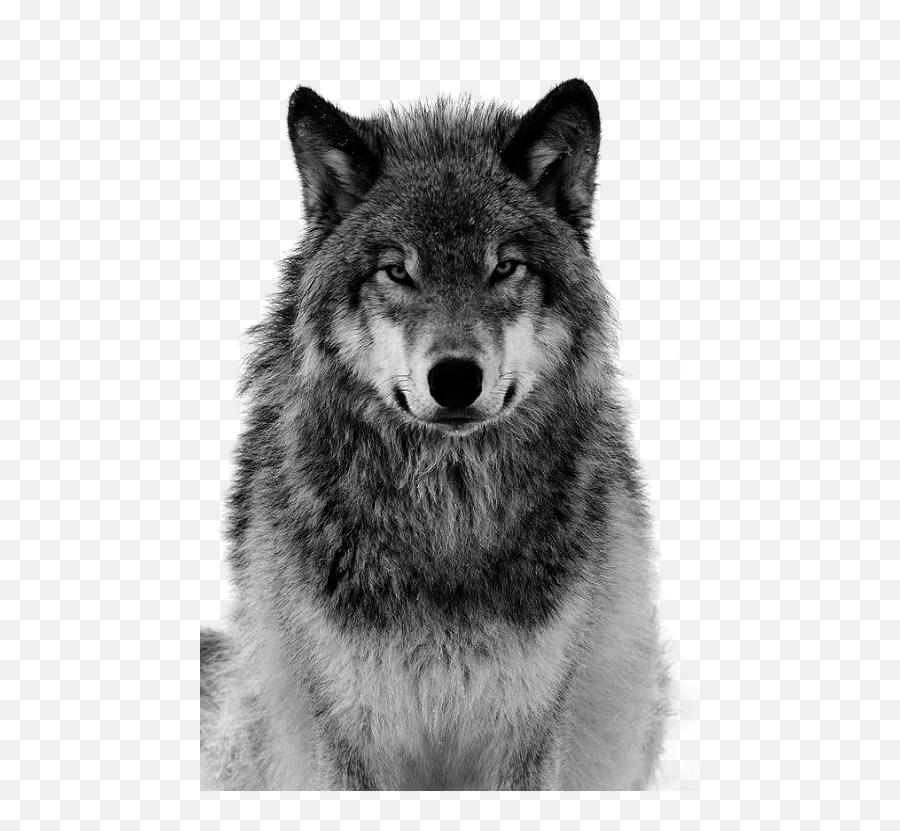 Download Pull Canidae Arctic Material Dog Grey Tiger Clipart - Transparent Wolf Face Png Emoji,Tiger Clipart Black And White