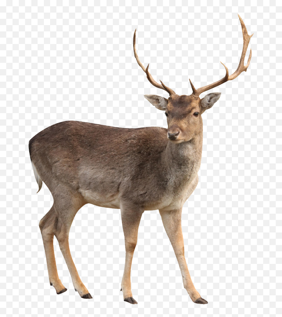 Deer Animal Png Brown Deer Clipart Wild Deer Png Animal - Deer Transparent Png Emoji,Deer Clipart