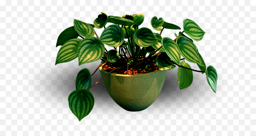 Money Plant Png Green Money Plant Clipart Indoor Plants - Flowerpot Emoji,Vines Png