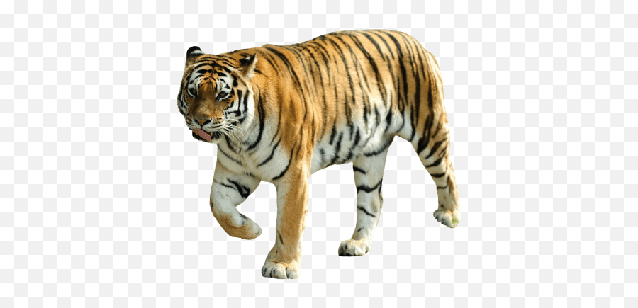 Best 111 Tiger Png Hd Transparent Background A1png - Flora Fauna Found In Bihar Hd Emoji,Tiger Transparent Background