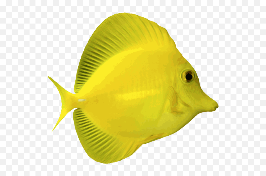 Amazing Clip Art Of Saltwater Fish Fish - Yellow Tang Png Emoji,Angelfish Clipart