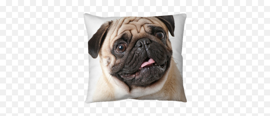 Pug Dog Isolated On A White Background Pillow Cover U2022 Pixers Emoji,Pug Transparent Background