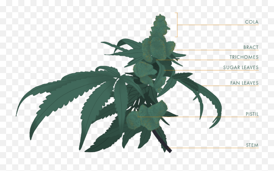 Cannabis 101 U2014 Michigan - Based Medicinal And Recreational Language Emoji,Weed Leaf Png