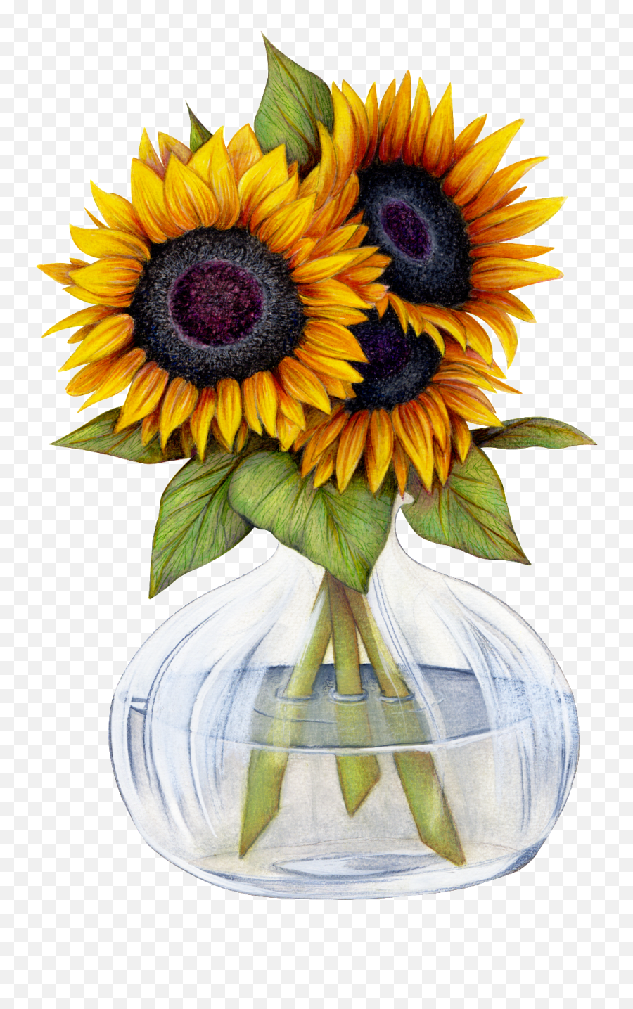 Download Beautiful Sunflower Flower Png Transparent - Want Sunflowers In A Mason Jar Emoji,Sunflower Transparent