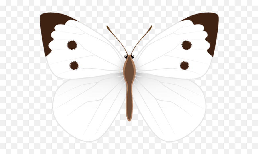 Download White Butterfly Clipart Images Photo Ideas Clip - Butterfly In White Colour Emoji,Butterfly Clipart