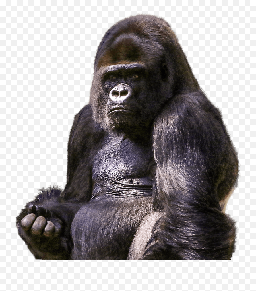 Gorilla Sitting Transparent Png - Transparent Background Zoo Animals Png Emoji,Gorilla Png