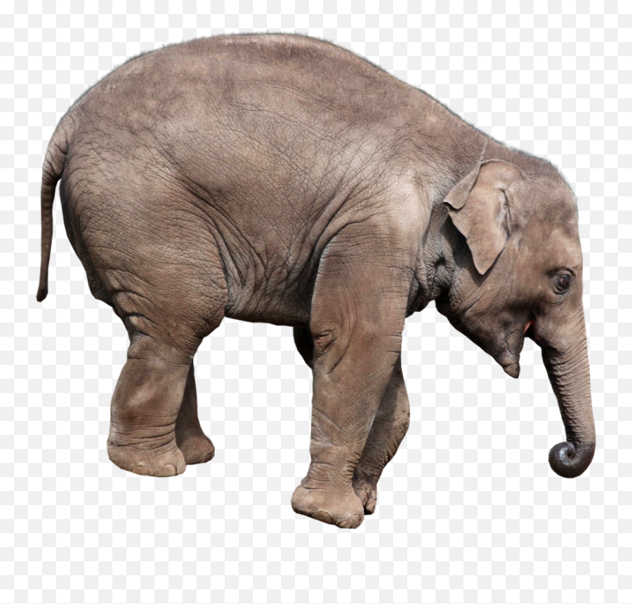 Elephant Png - Asian Elephant Transparent Background Emoji,Elephant Png