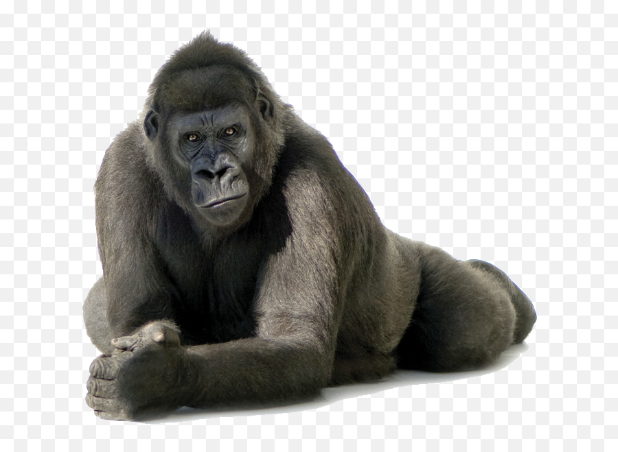 Gorilla Free Png Image - Gorilla Png Emoji,Gorilla Png