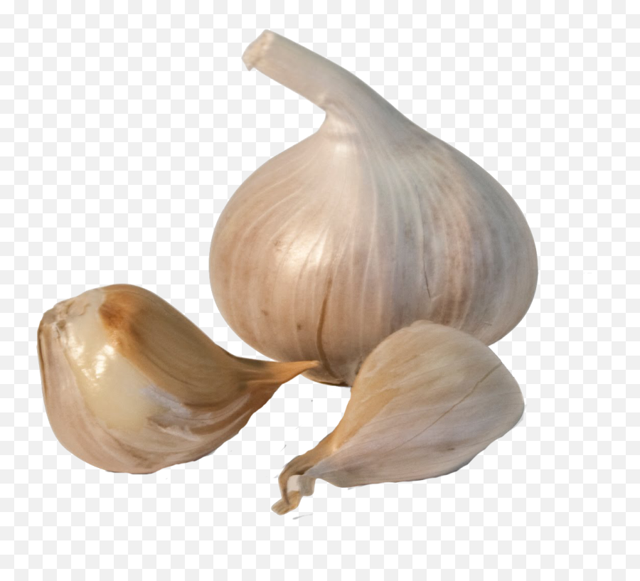 Garlic Png Transparent Image - Transparent Background Garlic Png Emoji,Garlic Png