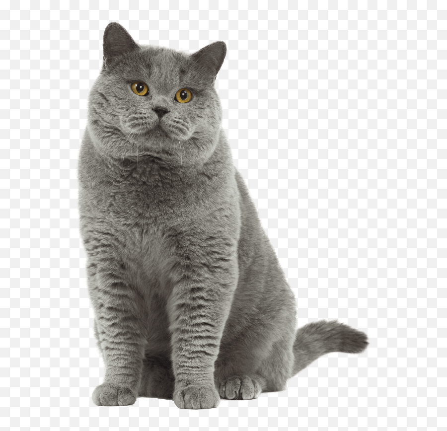 British Shorthair Cat Transparent Png All - British Shorthair Transparent Emoji,Black Cat Transparent