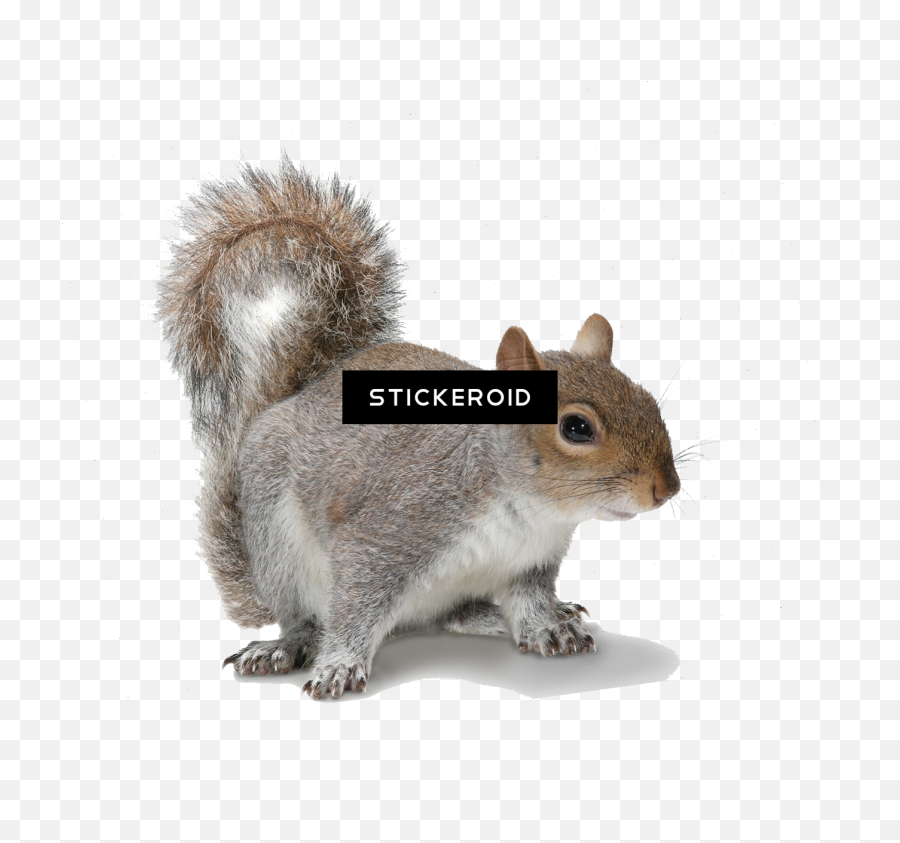 Download Squirrel - Grey Squirrel White Background Full Grey Squirrel Squirrel White Background Emoji,Squirrel Transparent Background
