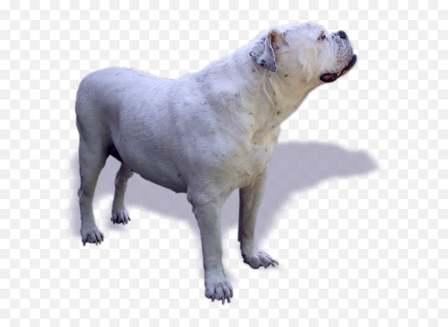 Dog Bulldog Oldebulldog Old English Bulldog - Png Bull Dogo Argentino And English Bulldog Emoji,Bulldog Png