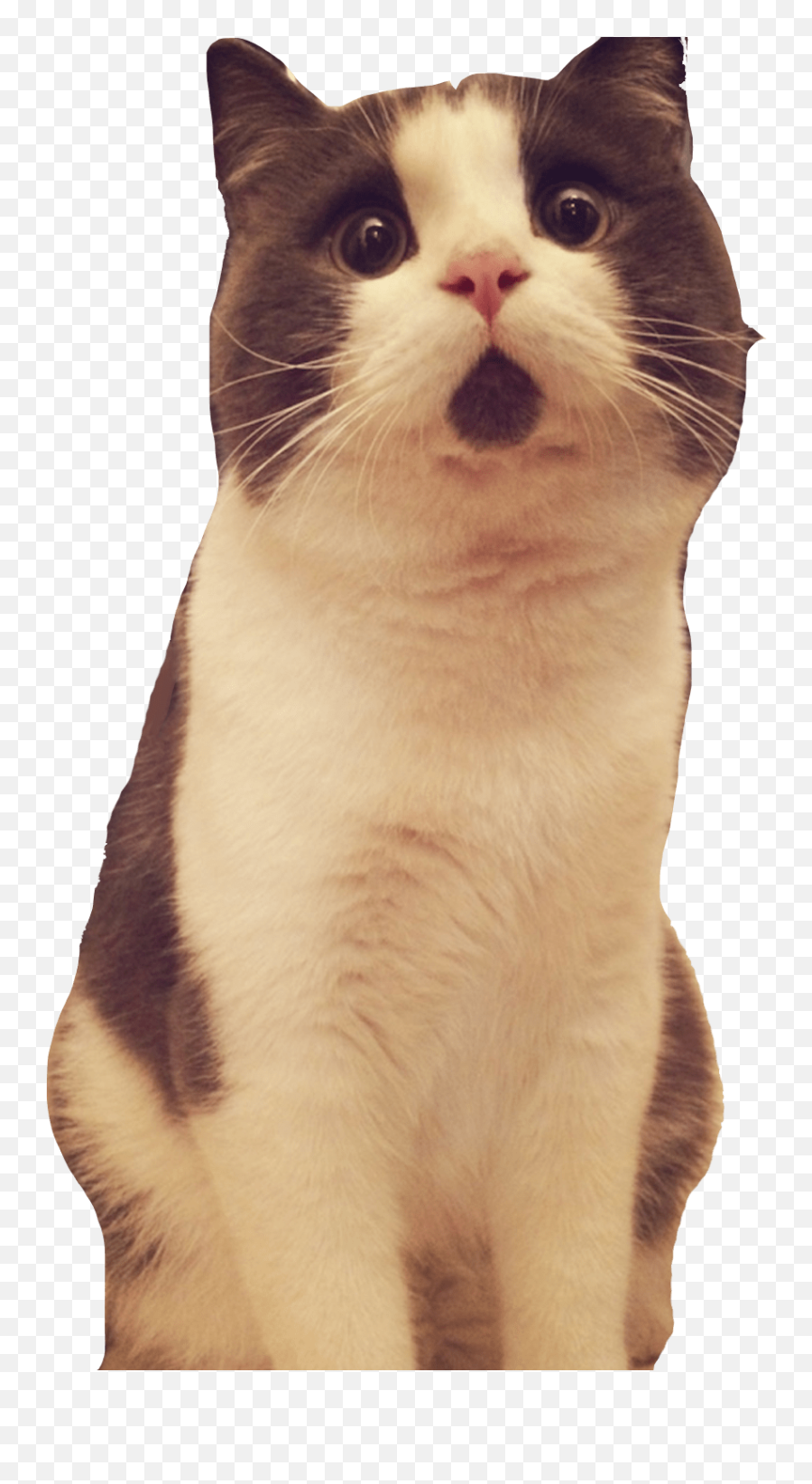 Scared Cat Transparent Background Png - Scared Cat No Background Emoji,Cat Transparent