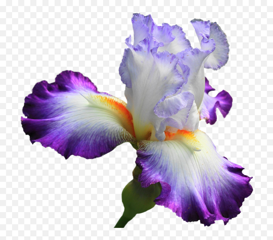 Drawing Irises Purple Iris Emoji,Iris Flower Png