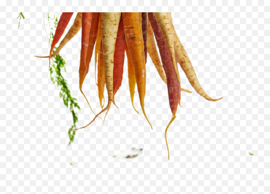 Carrots And Radishs Transparent Background Free To Download Emoji,Carrot Transparent