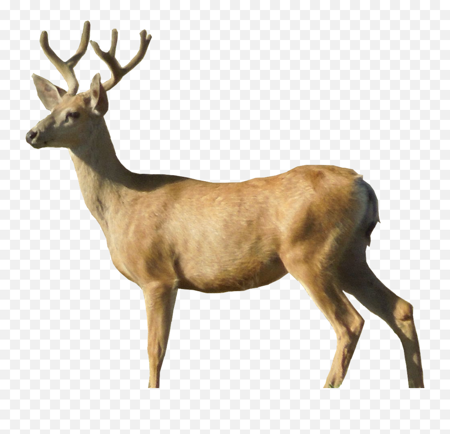 Deer Png Image - Deer Transparent Background Emoji,Deer Png