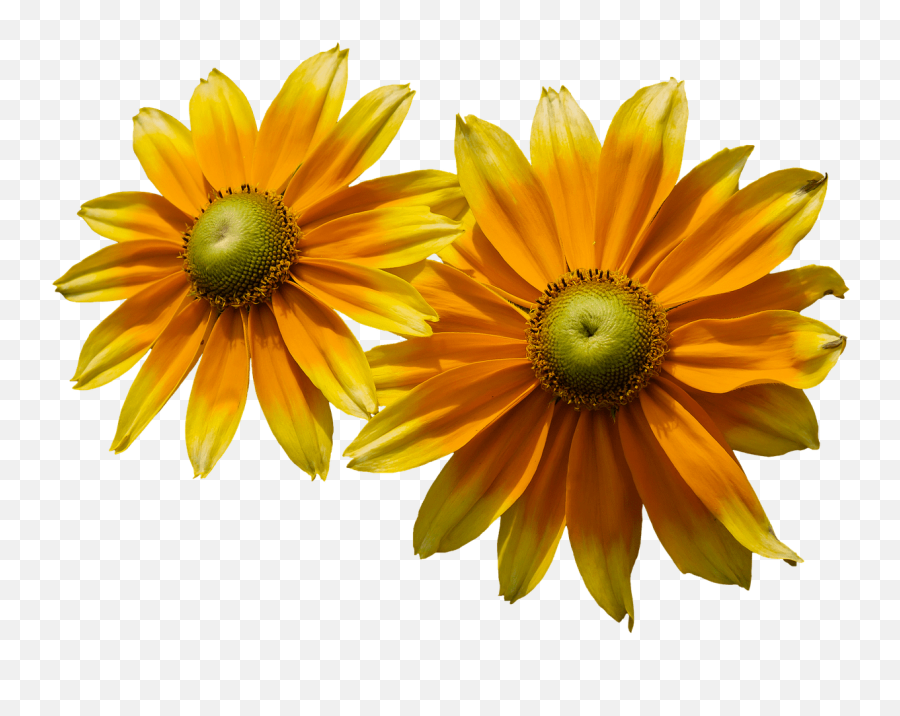Sunflower Close Up Transparent Png - Stickpng Flores De Girqsol Trasparentes Emoji,Sunflower Transparent