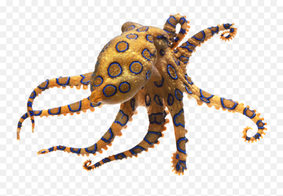 Squid Transparent Png - Blue Ringed Octopus Png Emoji,Squid Clipart