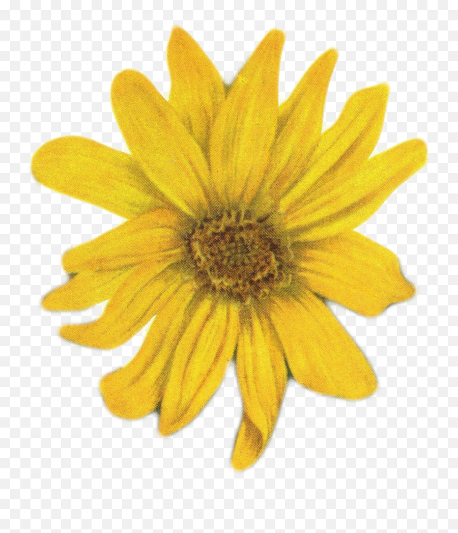Download Sunflowers Png Vintage Jpg Stock - Yellow Flower On Yellow Flower Vintage Png Emoji,Sunflowers Png