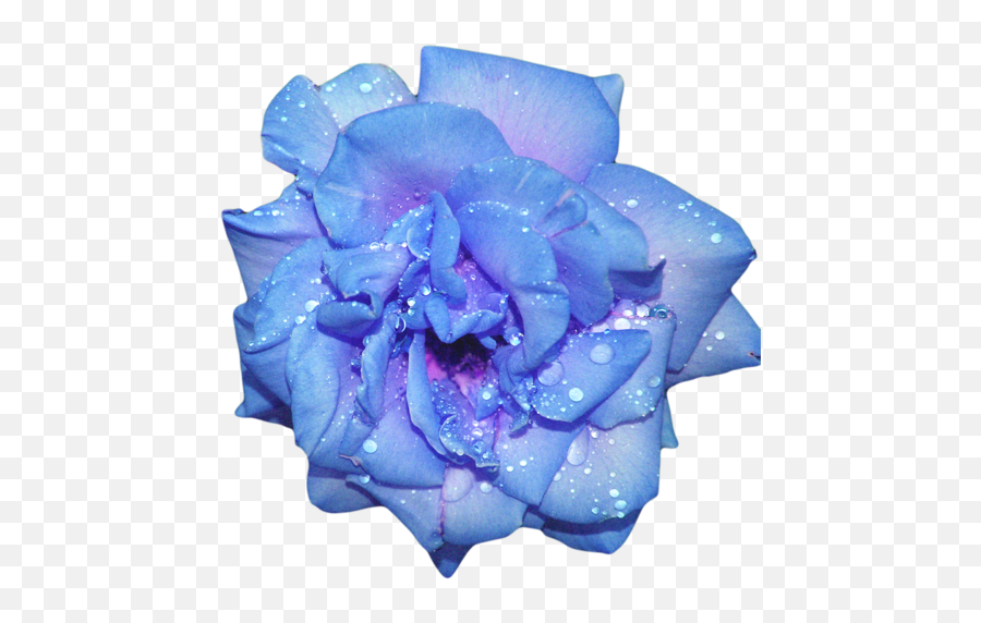 Transparent Flowers Flower Clipart - Blue Tropical Rainforest Flowers Emoji,Flowers Transparent