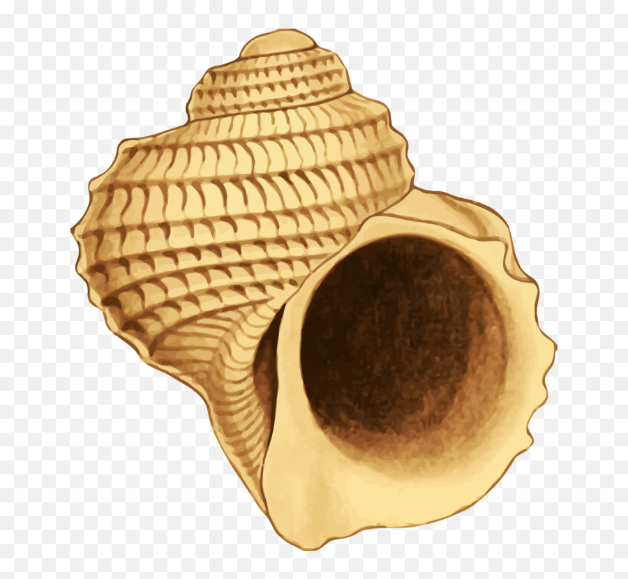 Bivalveshankhaconch Png Clipart - Royalty Free Svg Png Shell Brown Clipart Emoji,Shell Clipart