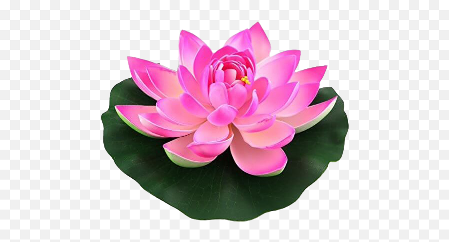 Lotus Flower Png - Lotus Flower Png Emoji,Lotus Flower Png