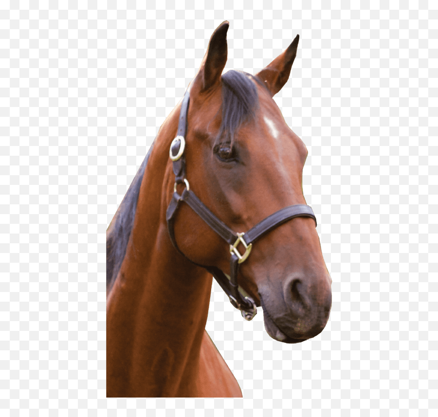 Horse - Headpngclipart 11 Free Download Horse Head Png Emoji,Horse Head Clipart