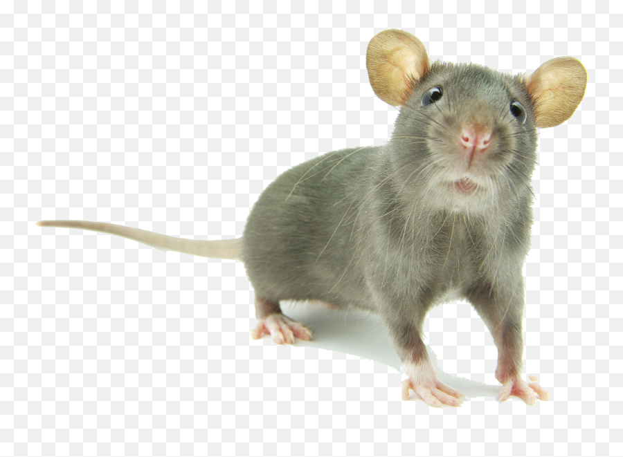Mouse Png Images Transparent Background - Mouse Animal Png Transparent Emoji,Rat Transparent Background