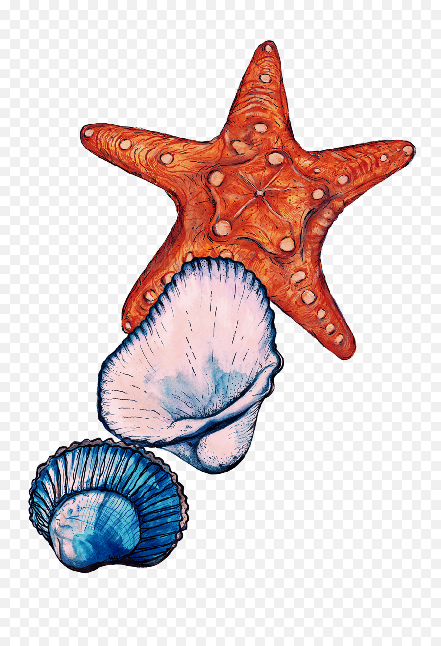 Sign Up To Join The Conversation - Starfish Clipart Full Starfish Emoji,Starfish Clipart
