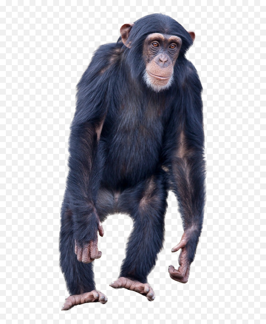 Monkey Standing Png Image - Monkey Standing Png Emoji,Monkey Transparent Background