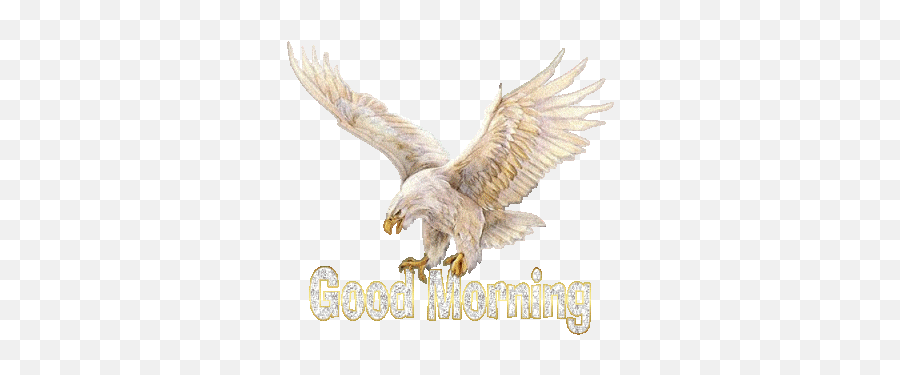Scraps And Images Good Morning Wishgood Morning America - Good Morning With Eagle Gif Emoji,Good Morning America Logo